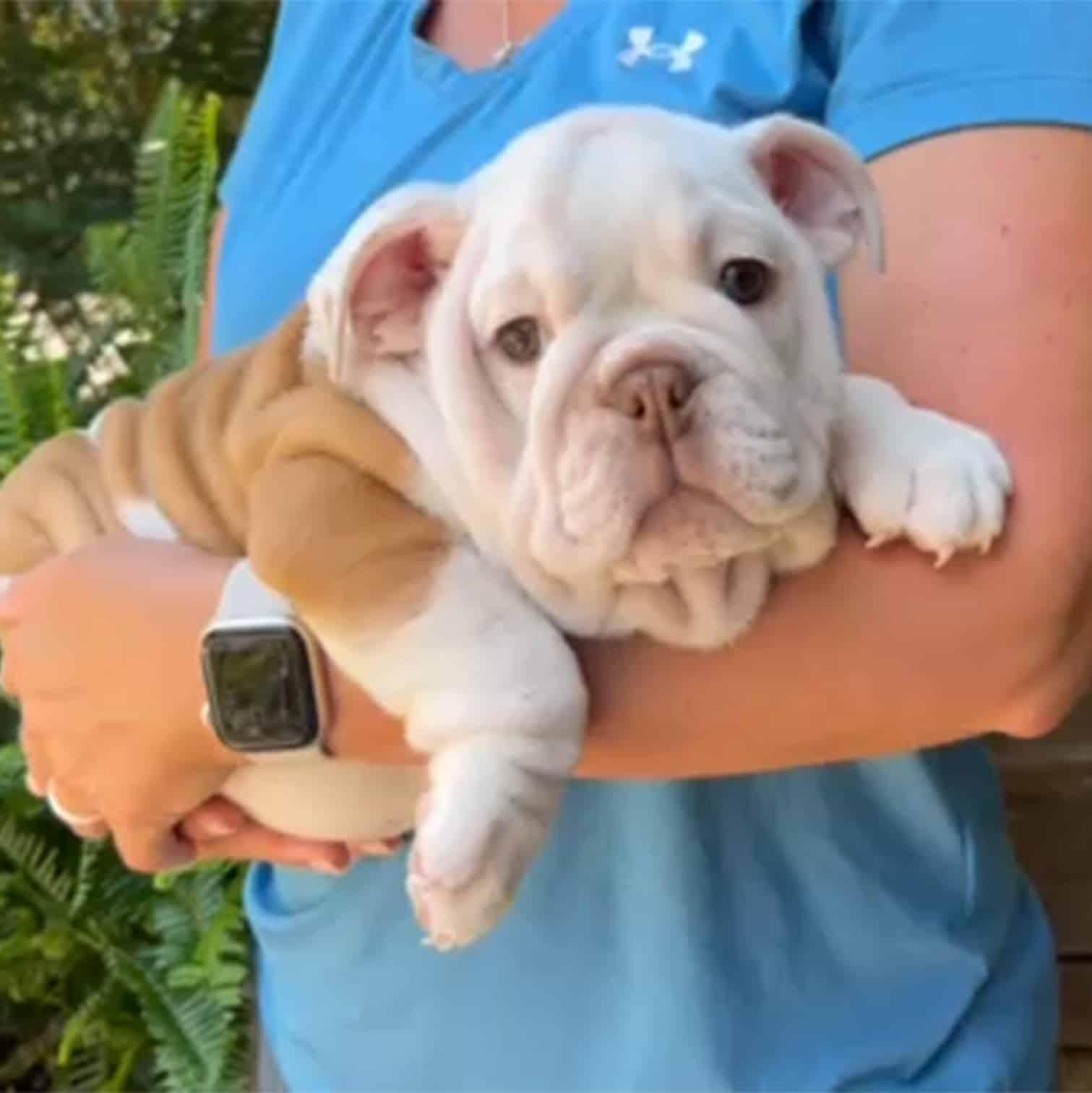 puppy7