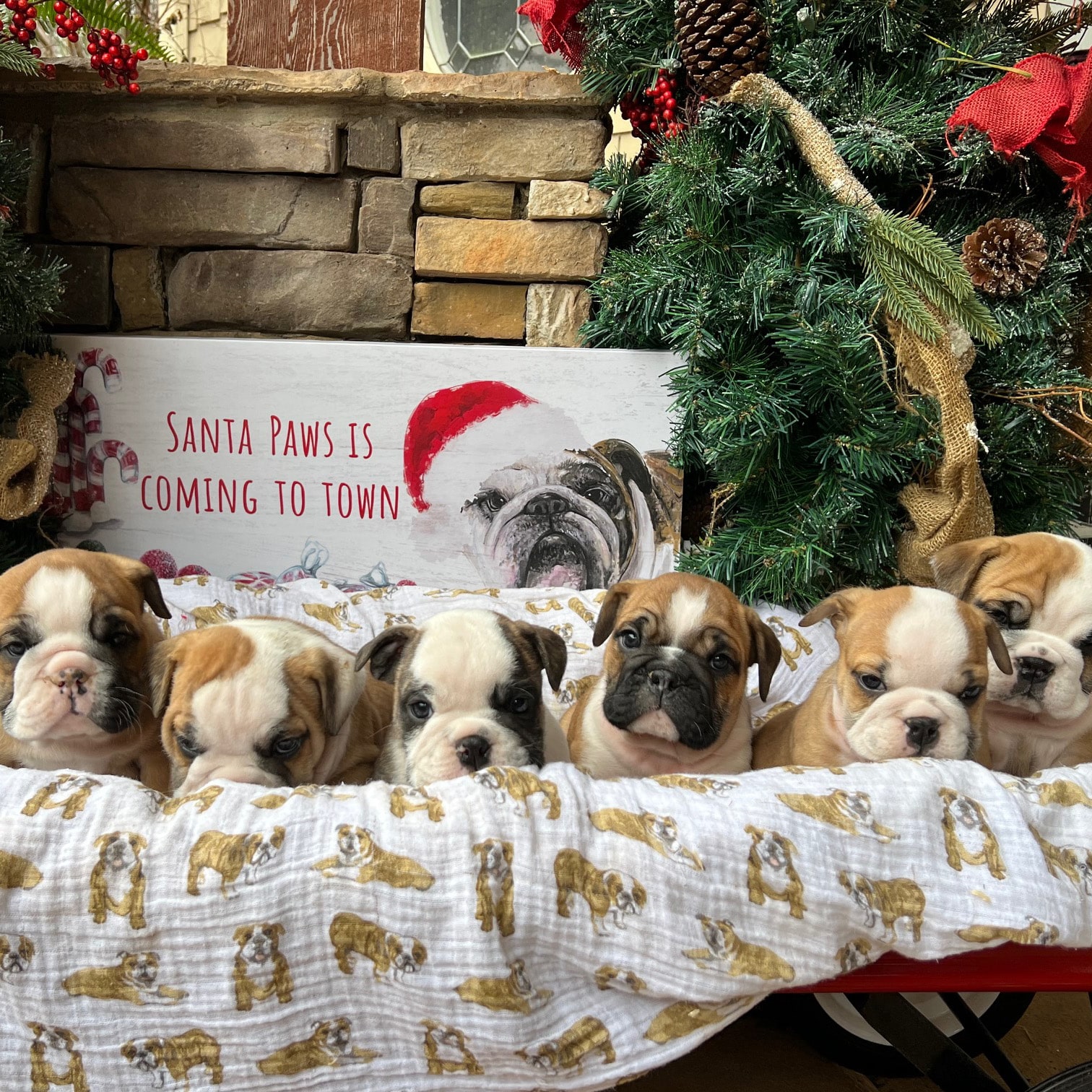 Availble puppies